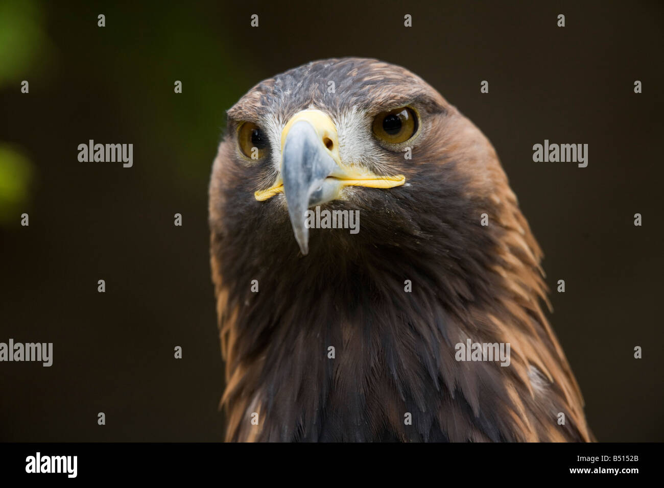 Steinadler Aquila Chrysaetos Porträt Stockfoto