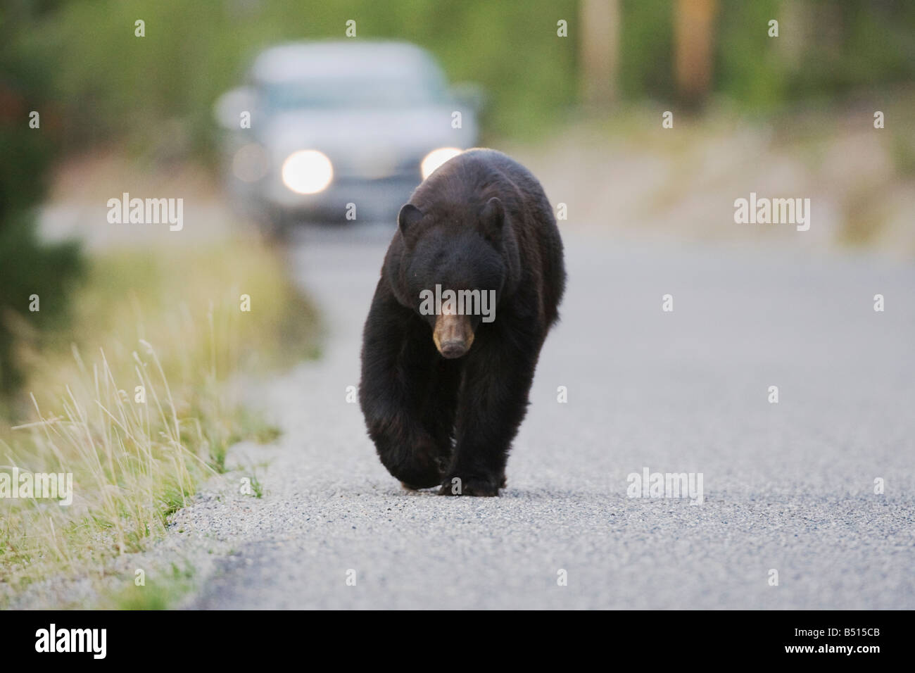 Schwarzbär Ursus Americanus Erwachsenen zu Fuß unterwegs Yellowstone National Park in Wyoming USA Stockfoto