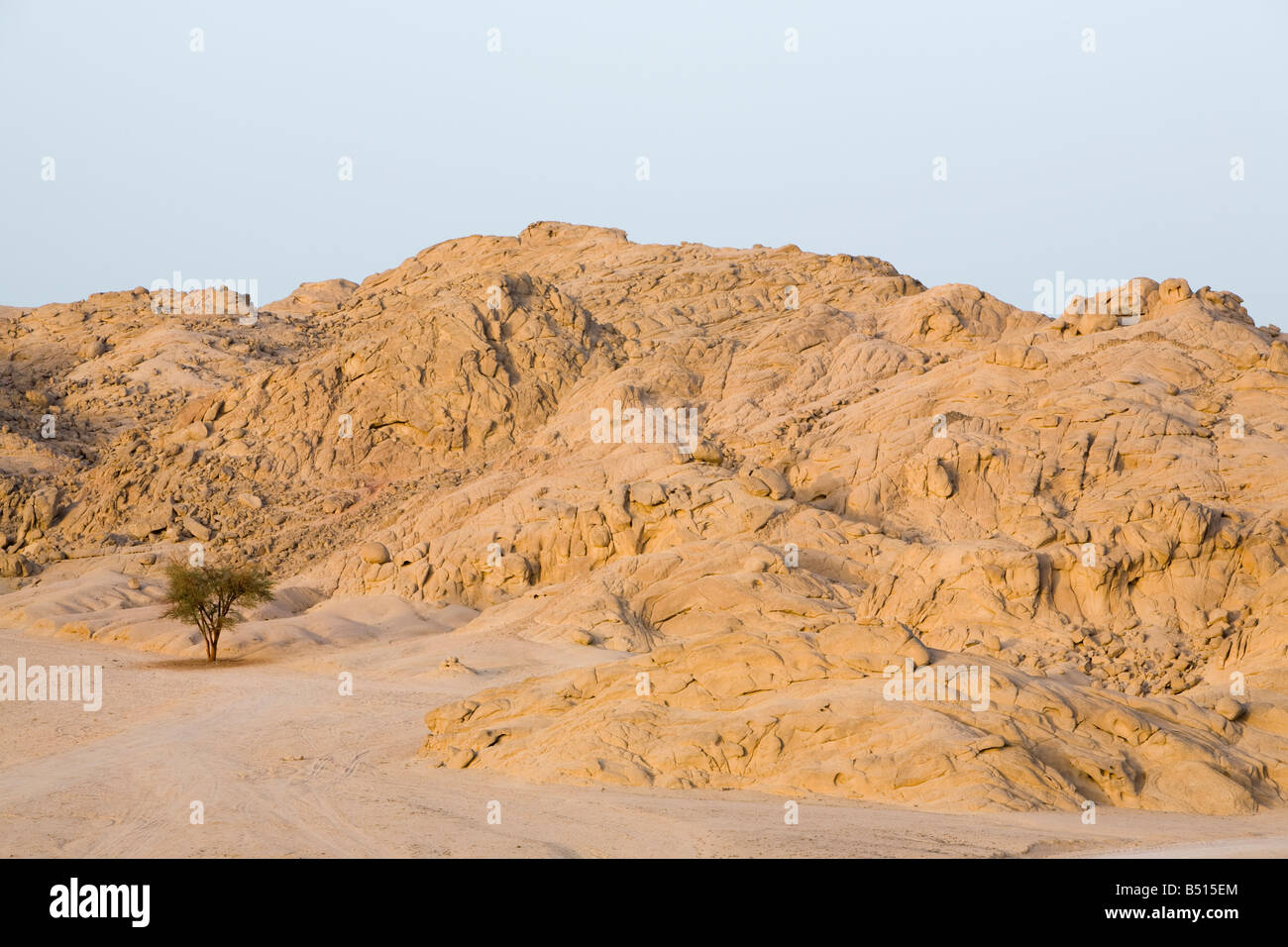 Trockenheitsresistent Baum in den Bergen der Wüste Sinai in der Nähe von Dahab in Ägypten Stockfoto