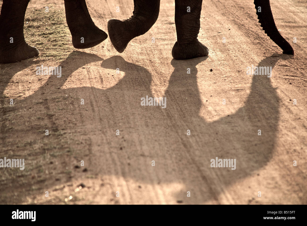Elefant Schatten Stockfoto