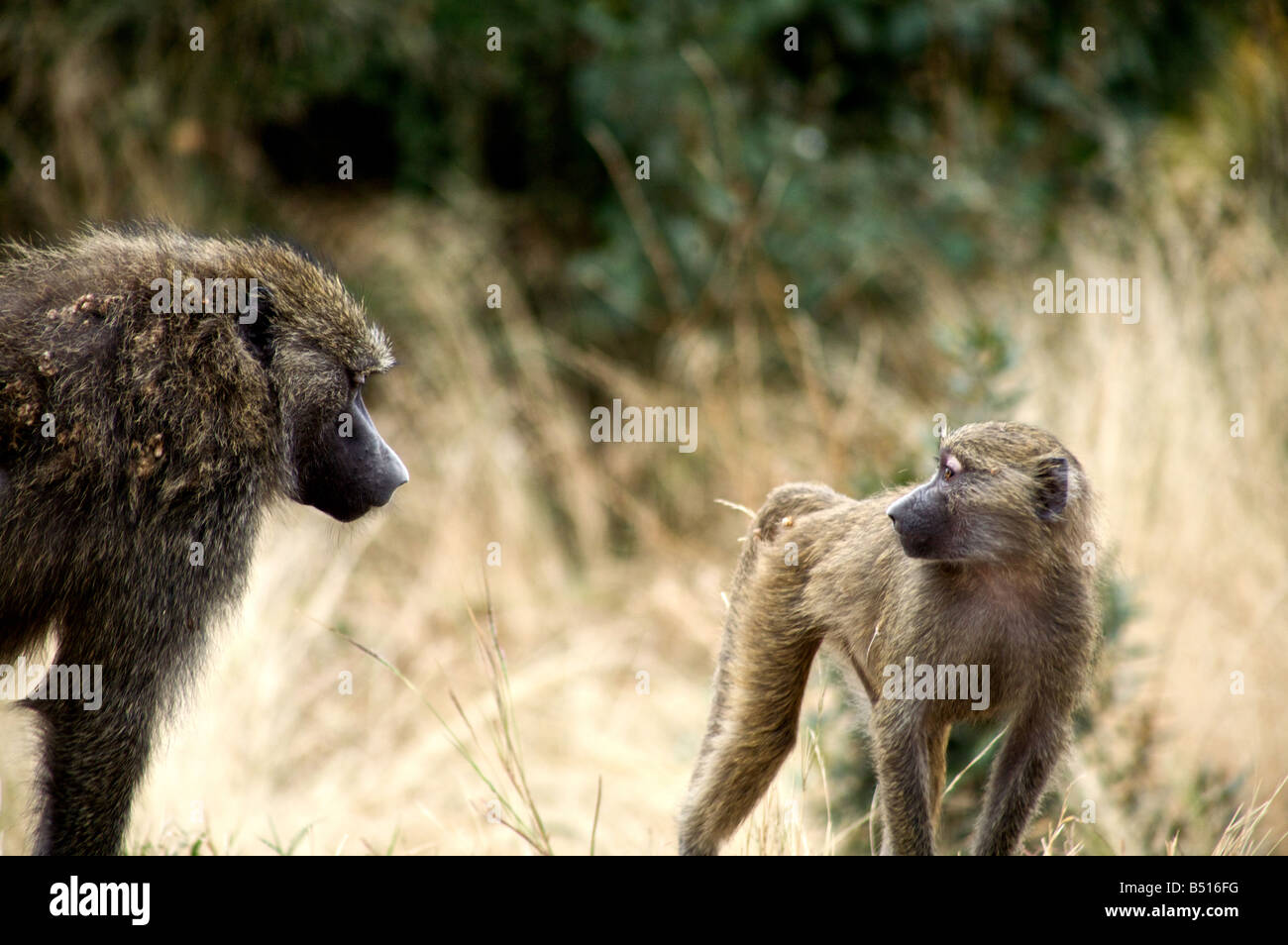 Baby und Mama Pavian in Afrika Tansania Stockfoto