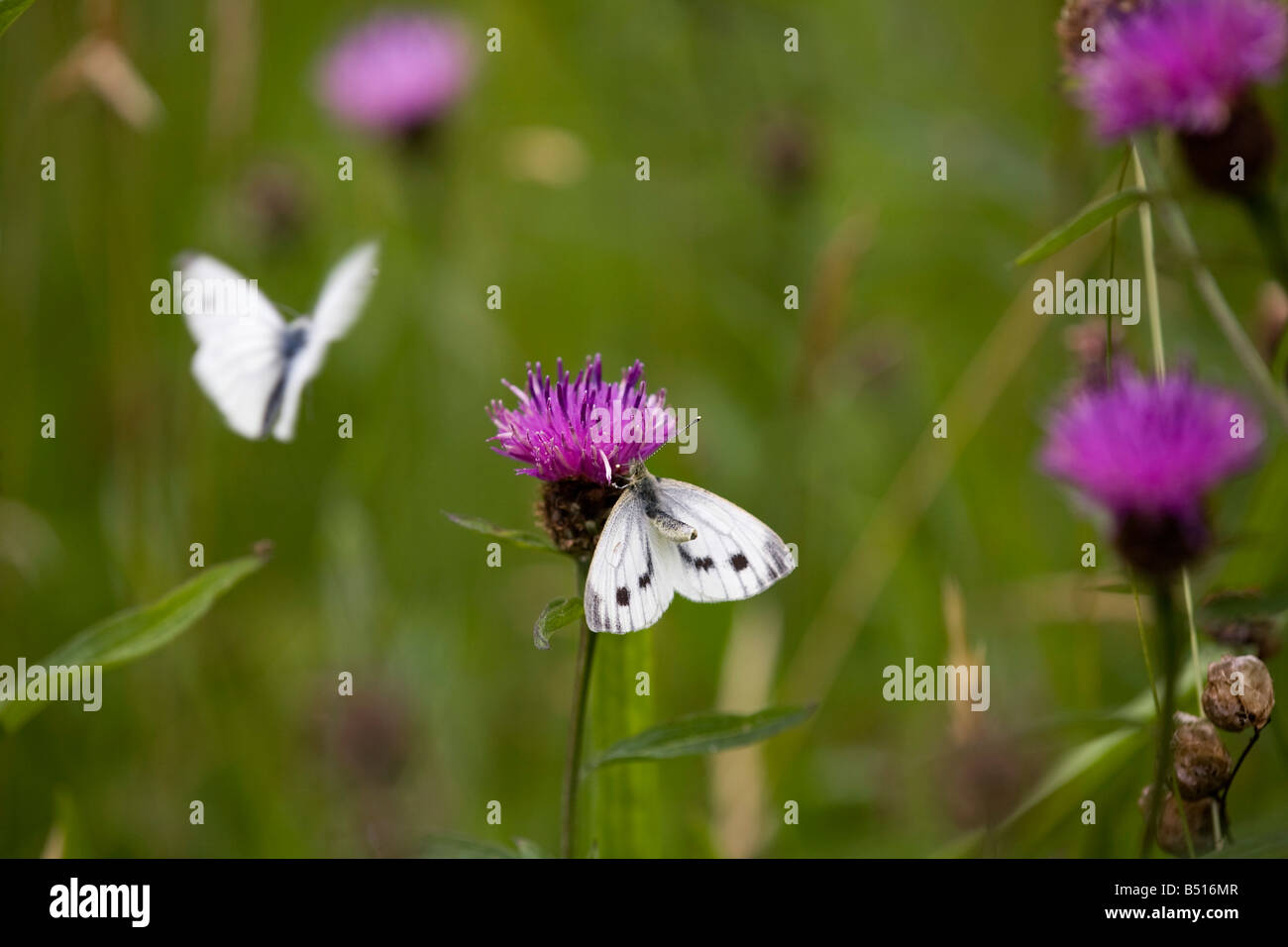 kleine weiße Schmetterlinge Artogeia Rapae Männchen im Flug weiblich auf Blume Stockfoto