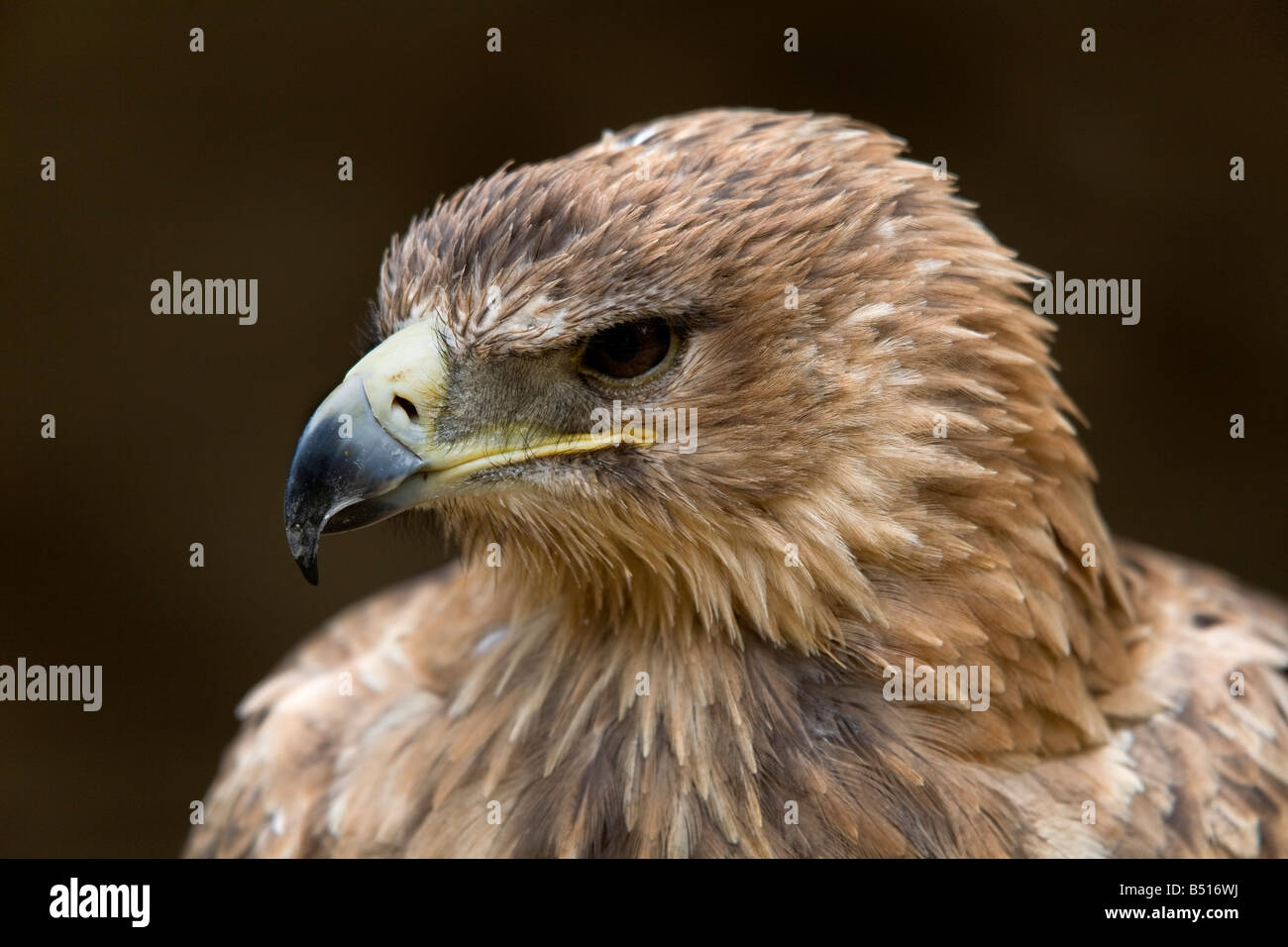 Tawny Adler Aquila Rapax Gefangenen Vogel Stockfoto