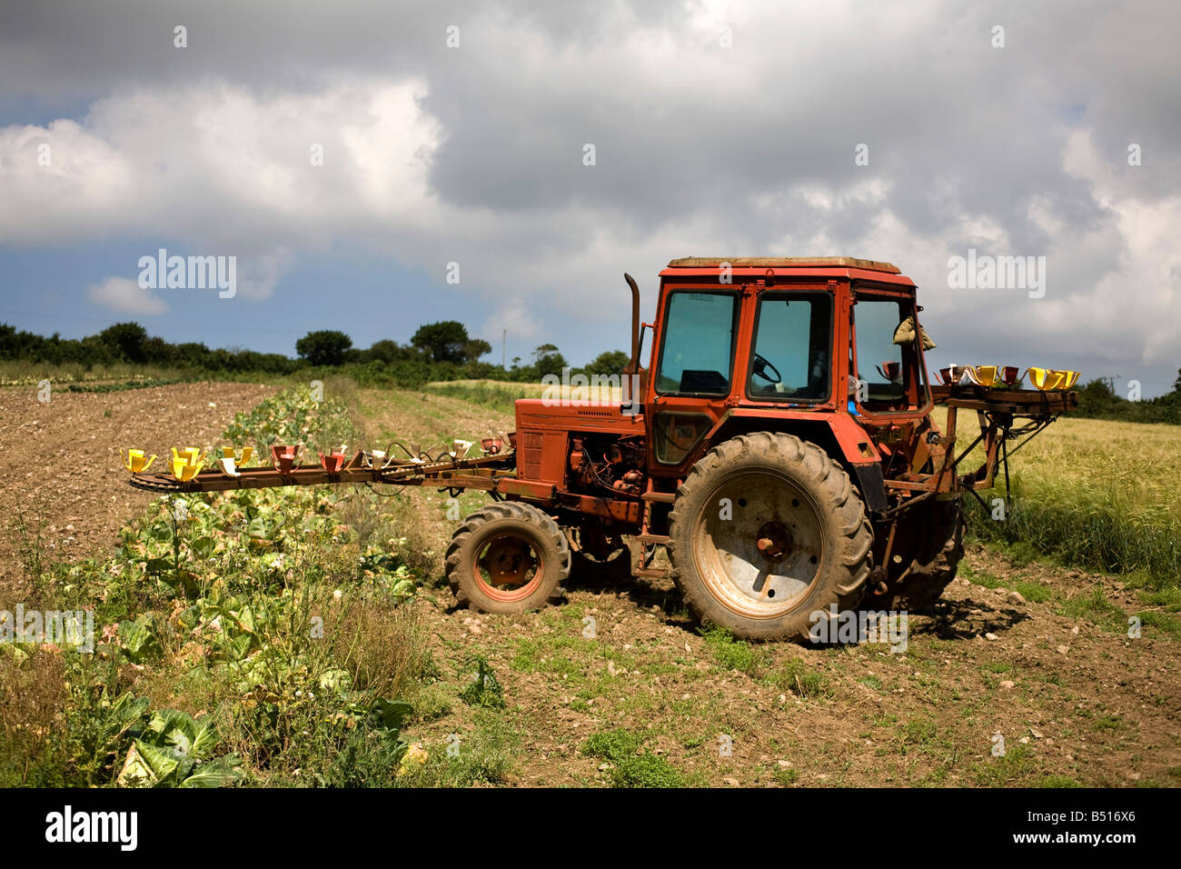 roter Traktor in Kohl Feld cornwall Stockfoto