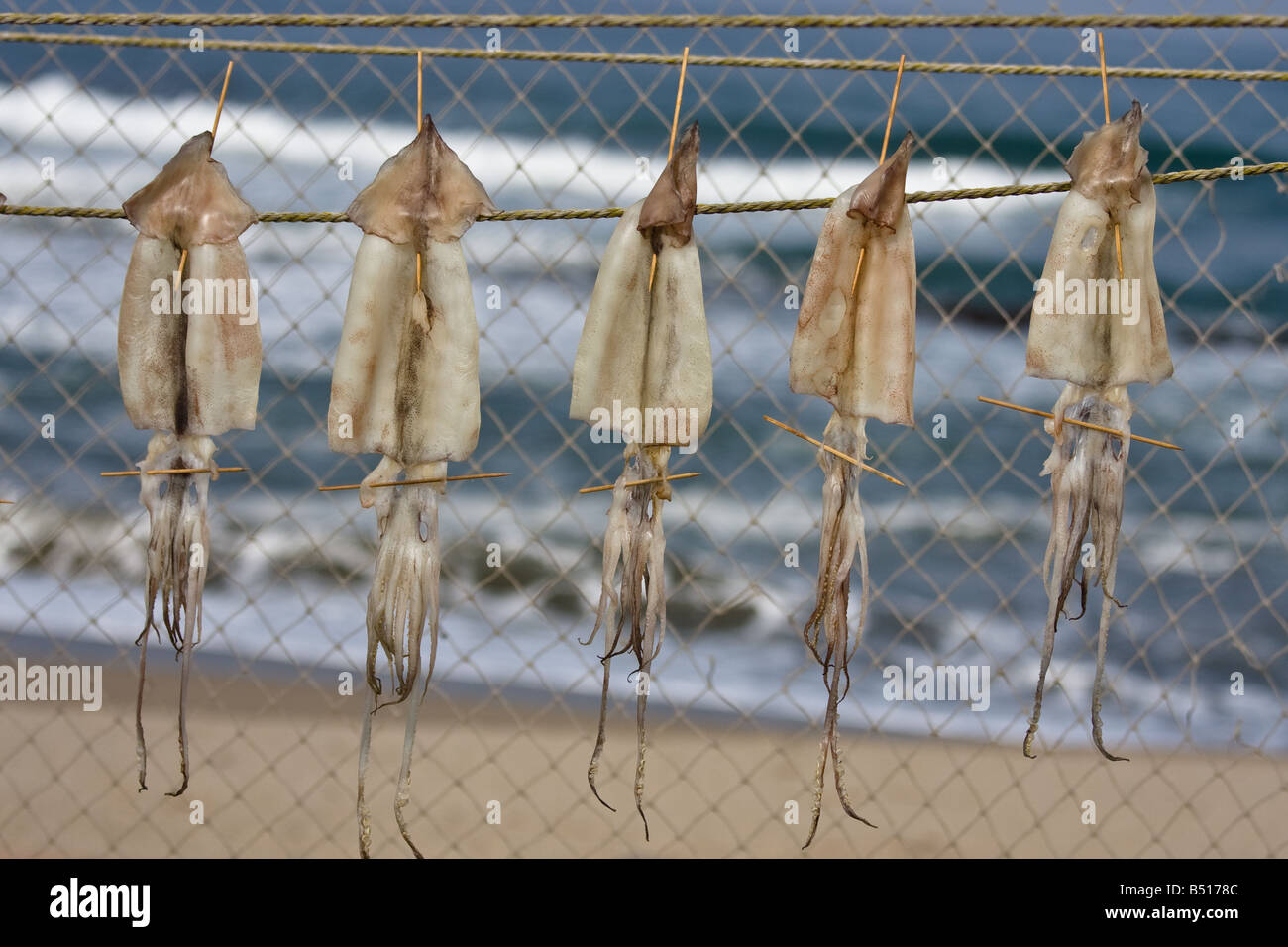 Trocknung von Tintenfisch in japan Stockfoto