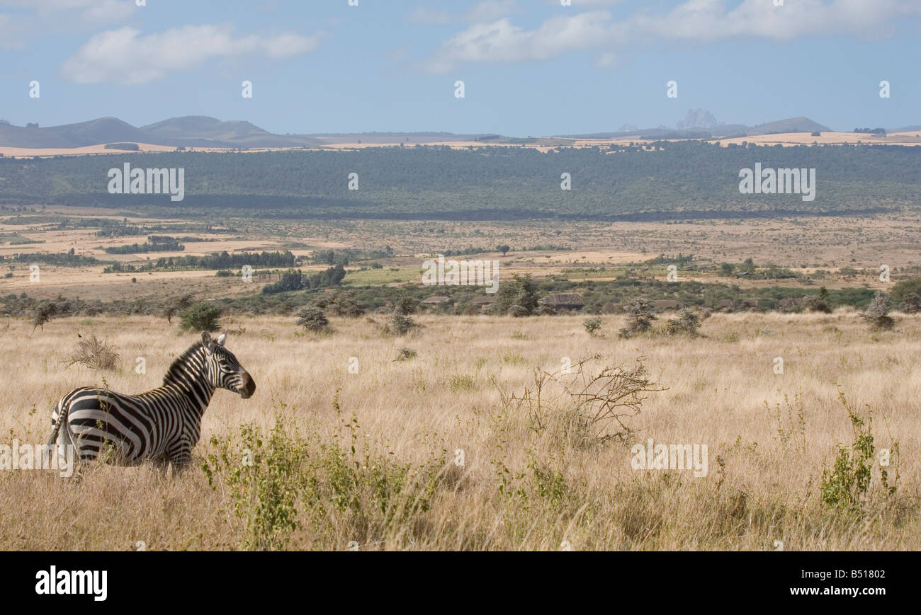 Gemeinsamen Zebra geht über die Prärie mit Mount Kenya sichtbar in der Ferne hinter; in Lewa Downs, Kenia. Stockfoto