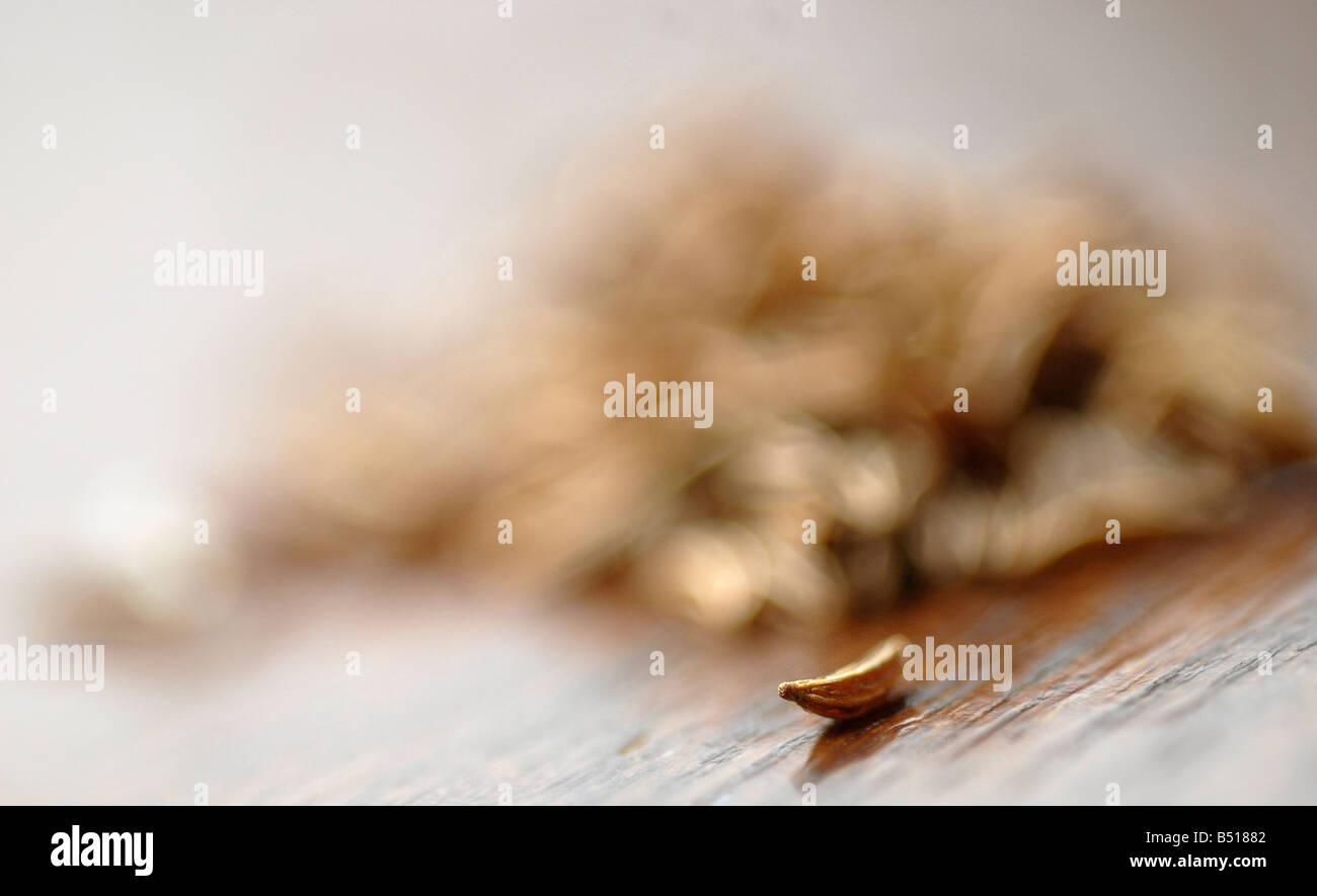 Essen-stock-Fotografie. Abgebildet sind Cararway Schuss mit einer geringen Schärfentiefe auf einem dunklen Holztisch Samen. Stockfoto