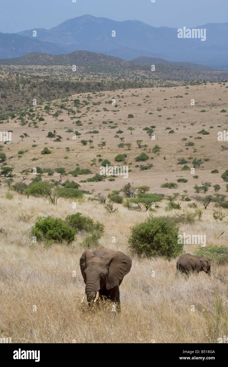 Ein junger Elefant (Loxodonta Africana) auf einem Hügel, mit den afrikanischen Ebenen Strecken hinter; in Lewa Downs, Kenia. Stockfoto Ein junger Elefant (Loxodonta Africana) auf einem Hügel, mit den afrikanischen Ebenen Strecken hinter; in Lewa Downs, Kenia. Stockfoto