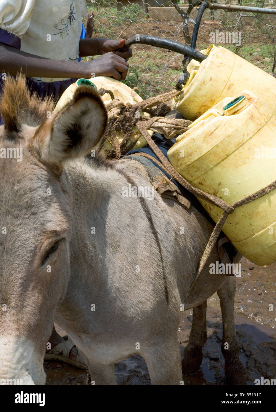 Ein Esel trägt Behälter mit Wasser aus einer lokalen Quelle ins Dorf; etwas außerhalb von Isiolo, in Kenia. Stockfoto