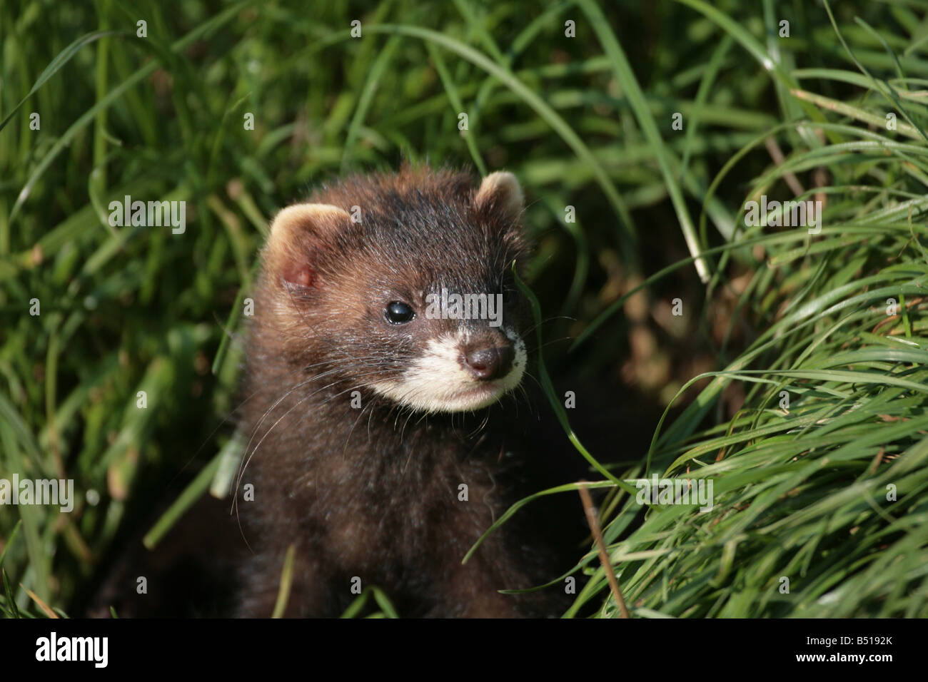 Europäischen Iltis Mustela putorius Stockfoto