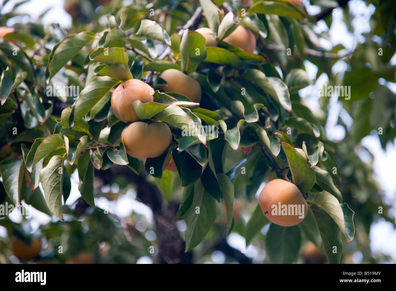 Caco Diospyros Kaki Ebenaceae Giappone oder Persimmon oder amerikanisches Datum-Pflaume Stockfoto