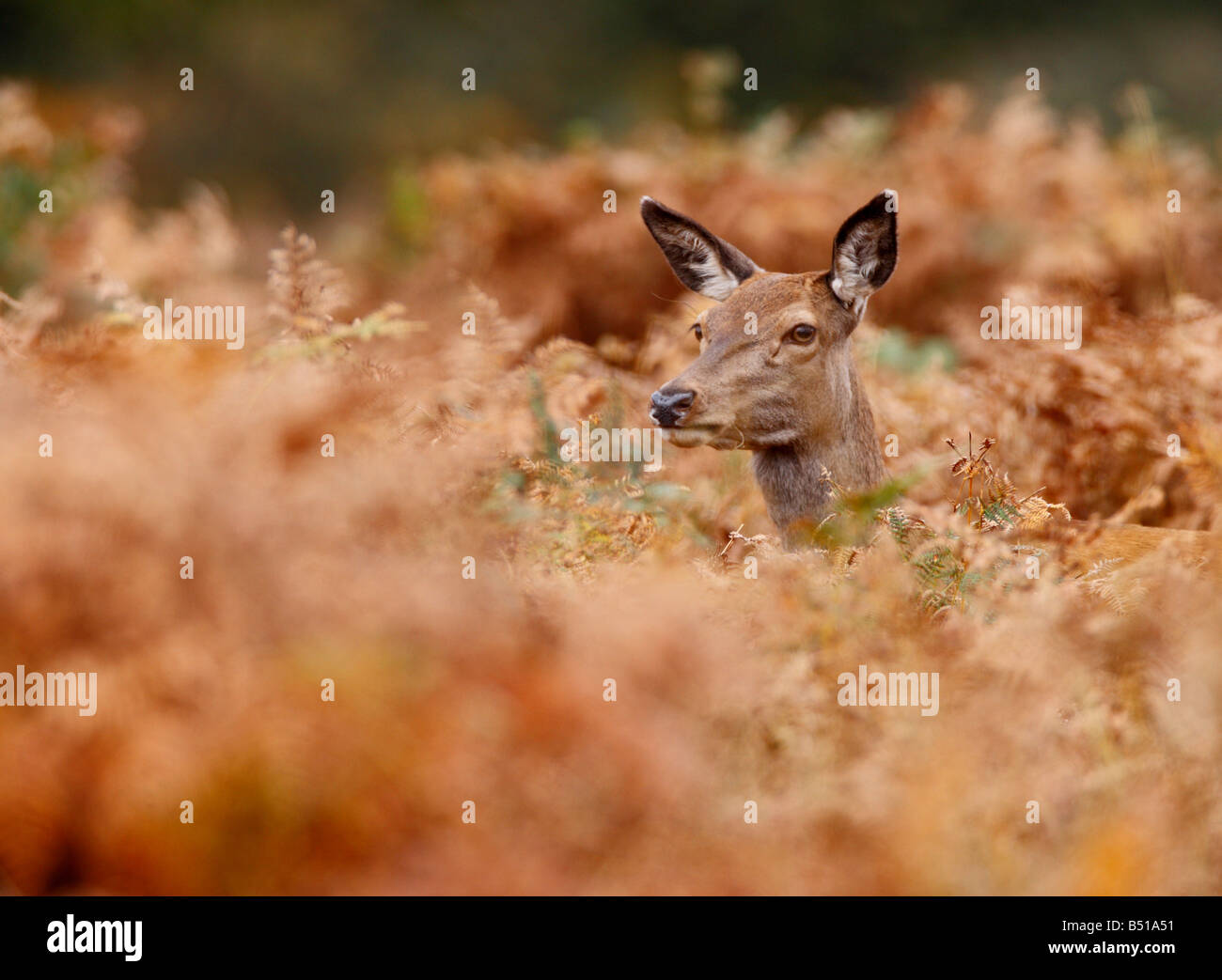 Rothirsch Cervus Elaphus Hind Blick über Bracken Richmond Park London Stockfoto