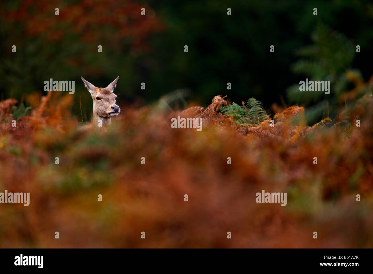 Rothirsch Cervus Elaphus Hind Blick über Bracken Richmond park London Stockfoto
