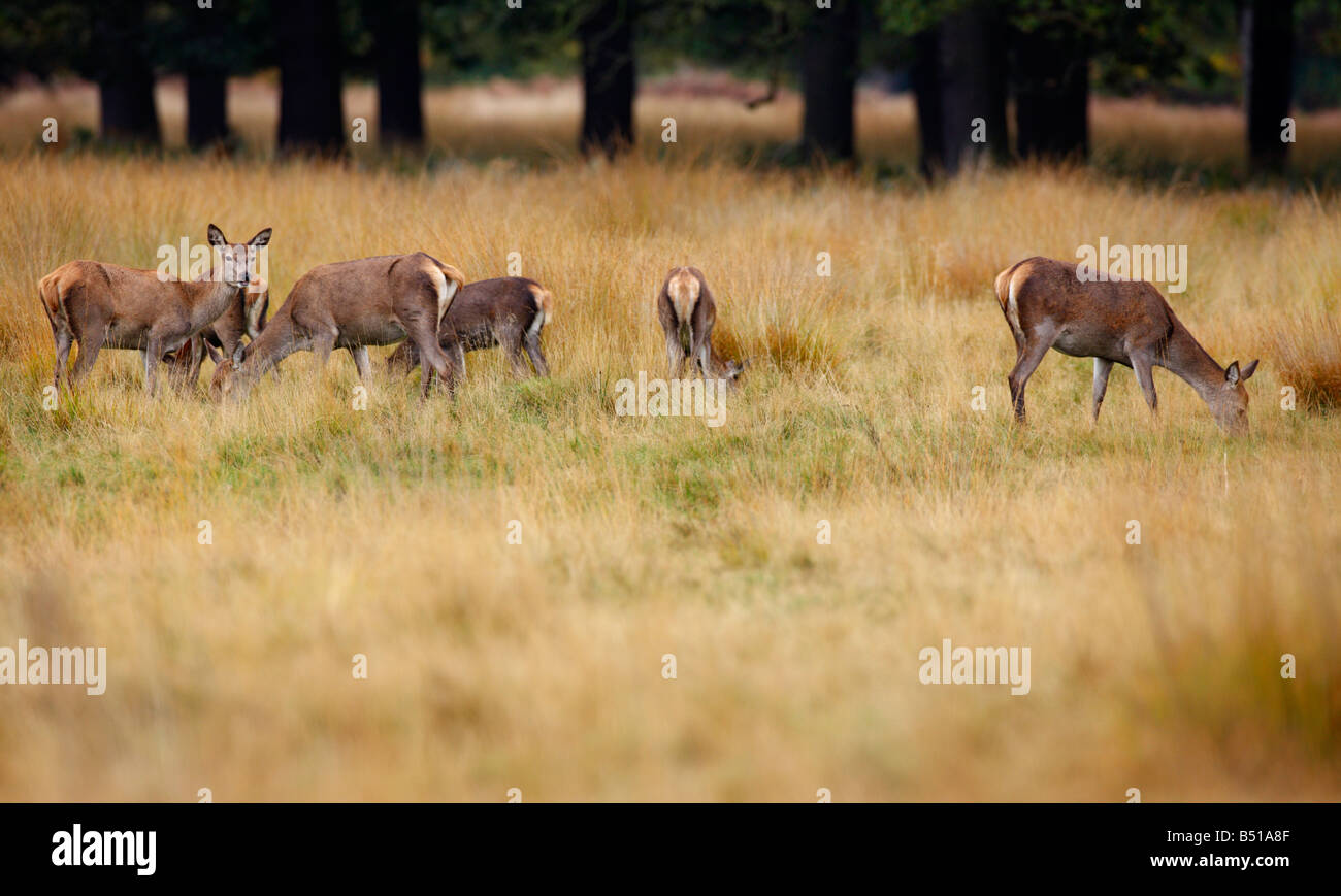 Rothirsch Cervus Elaphus Hinds Fütterung Richmond Park in London Stockfoto