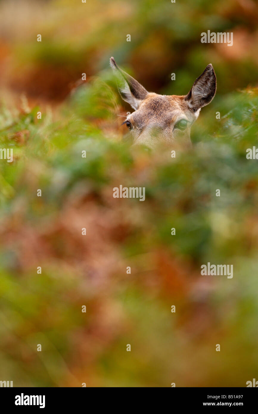 Rothirsch Cervus Elaphus Hind im Bracken Richmond Park London Stockfoto