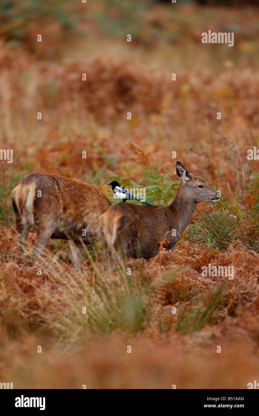 Rothirsch Cervus Elaphus Hinds Fütterung mit Elster Pica Pica auf zurück Richmond Park in London Stockfoto