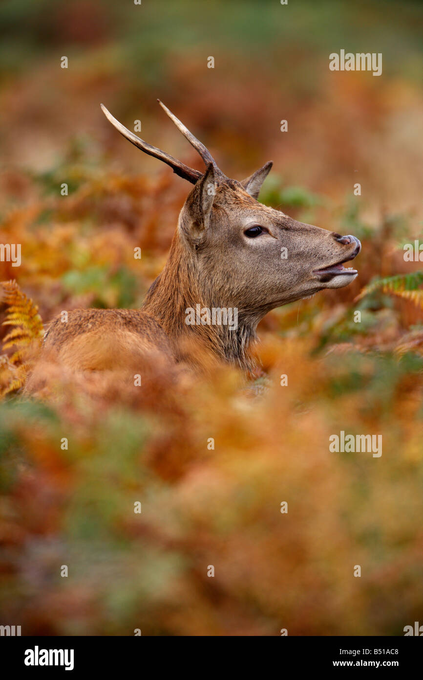Rothirsch Cervus Elaphus junges Männchen im Bracken Richmond Park London Stockfoto