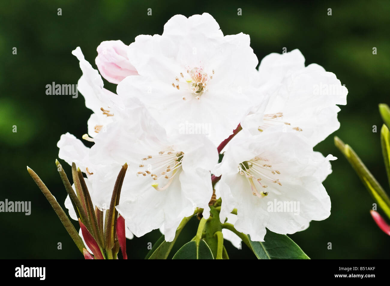 Rhododendron Anstand Stockfoto