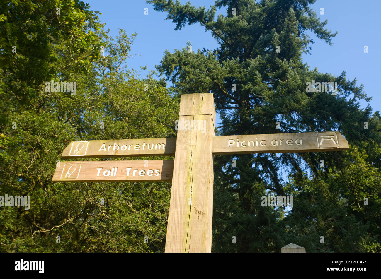 Wegweiser Rhinefield Zierpflanze Drive New Forest UK Stockfoto
