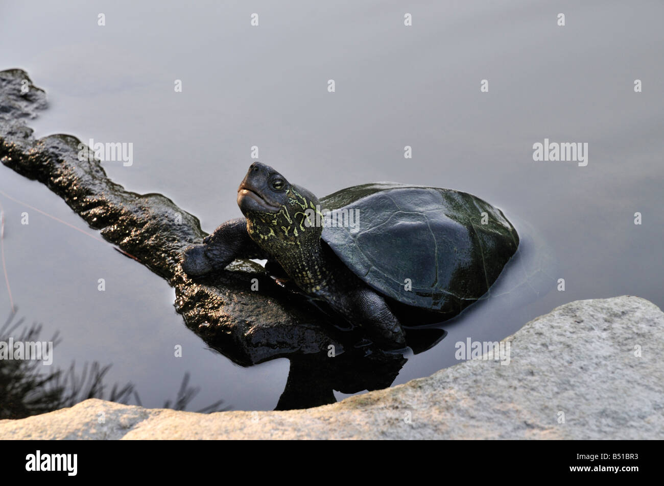 Grüne Schildkröte am Rand des Wassers in einem japanischen Gartenteich Stockfoto