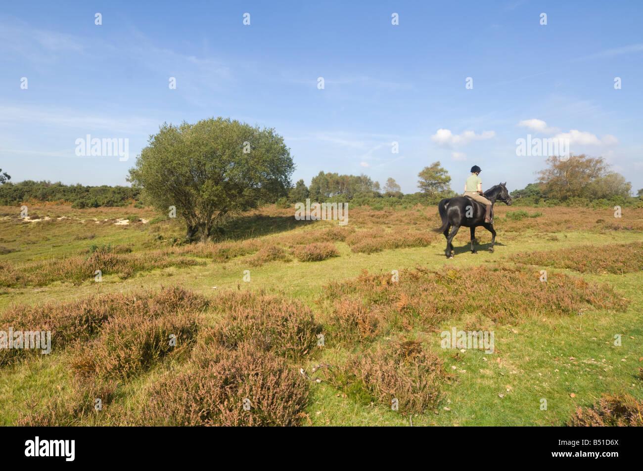 Reiten im New Forest, Hampshire, UK Stockfoto