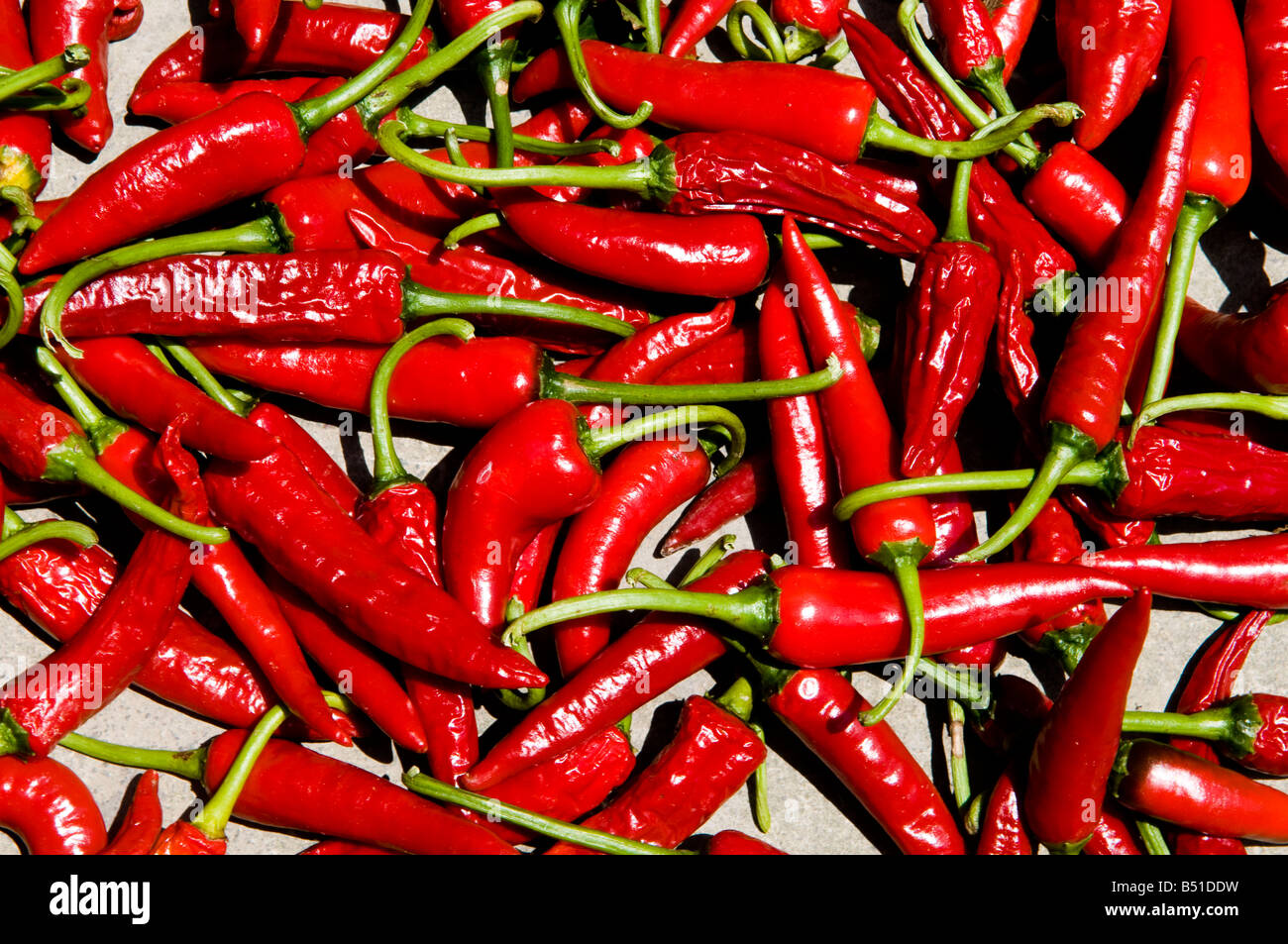 Rote heiße kalte Paprika trocknen in der prallen Sonne in der herrlichen Bergwelt von LongJi
