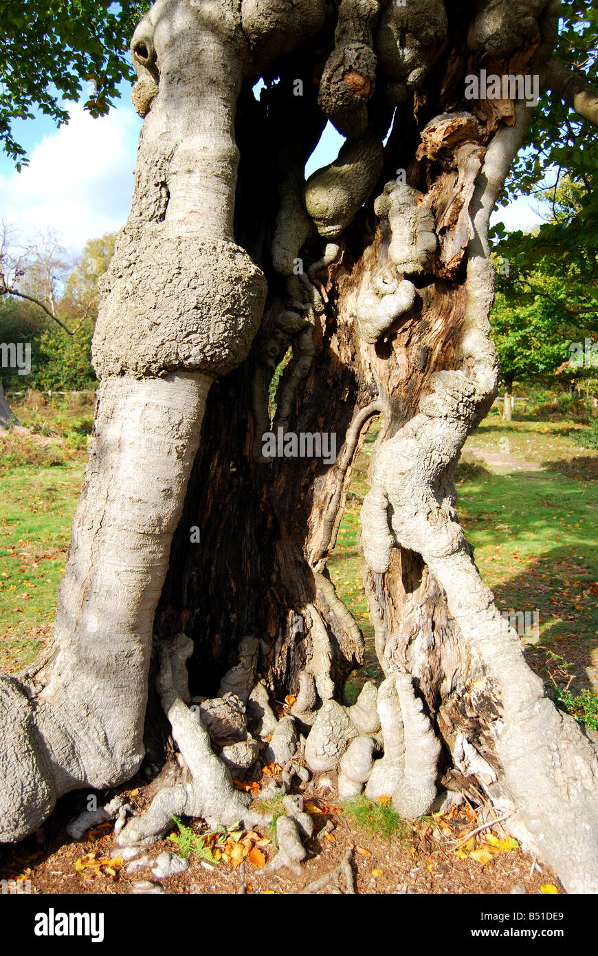 Beschnitten Buche Bäume im Herbst, Burnham Beeches, Burnham, Buckinghamshire, England, Vereinigtes Königreich Stockfoto