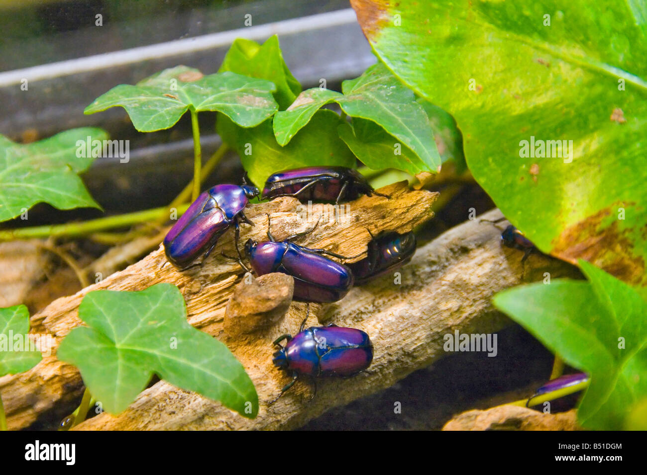 Blume Käfer stammt aus tropischen Afrika in Gefangenschaft Stockfoto
