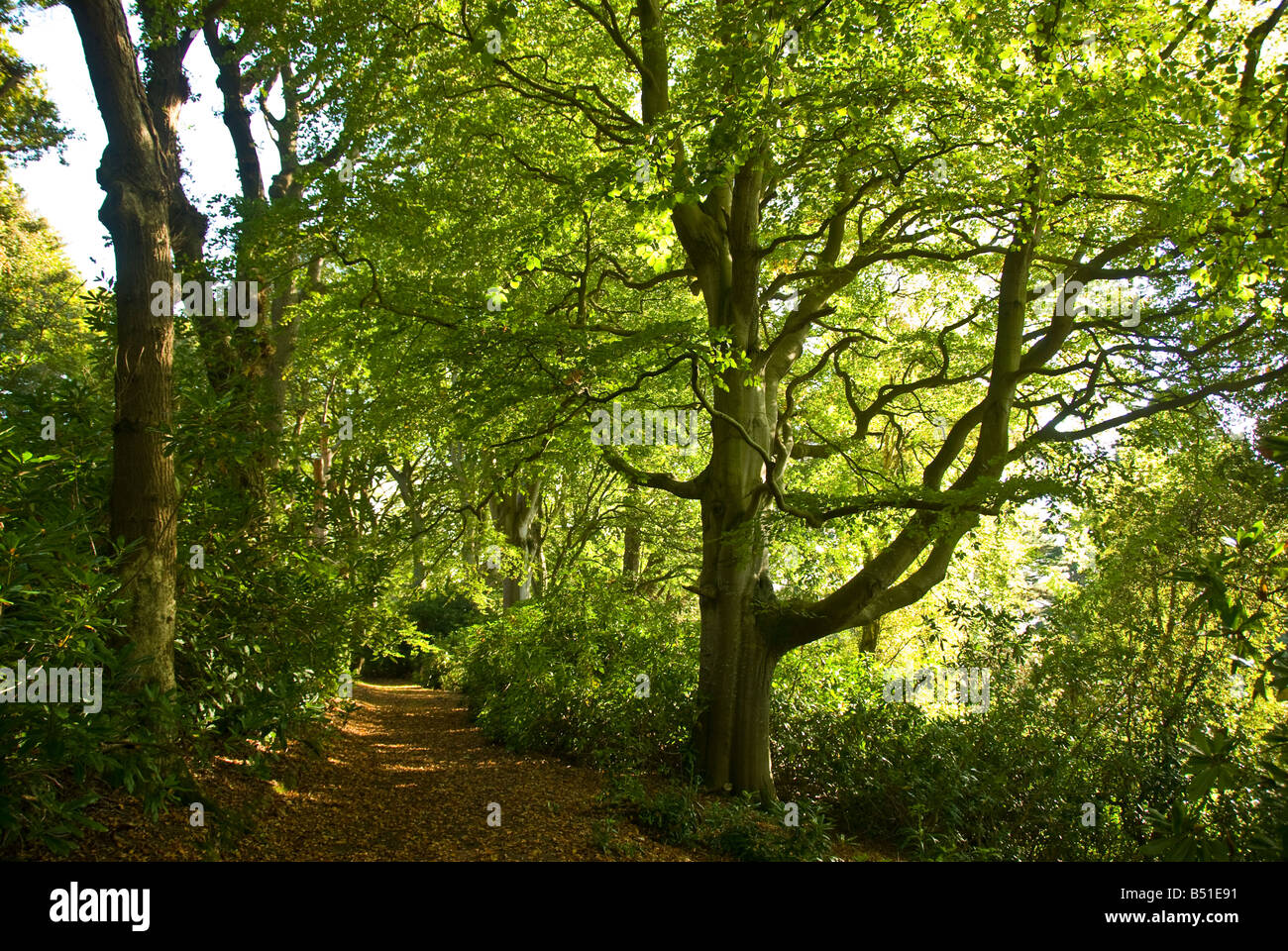 Wordsworth Einfamilienhaus Rydal Mount und Gärten Seenplatte Vereinigtes Königreich uk dichten Wald Stockfoto