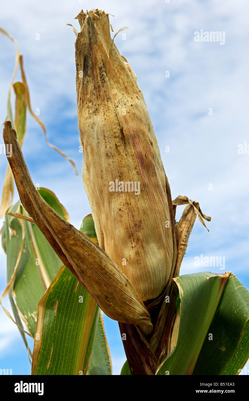 Trocknung an der Pflanze Mais Maiskolben Stockfoto