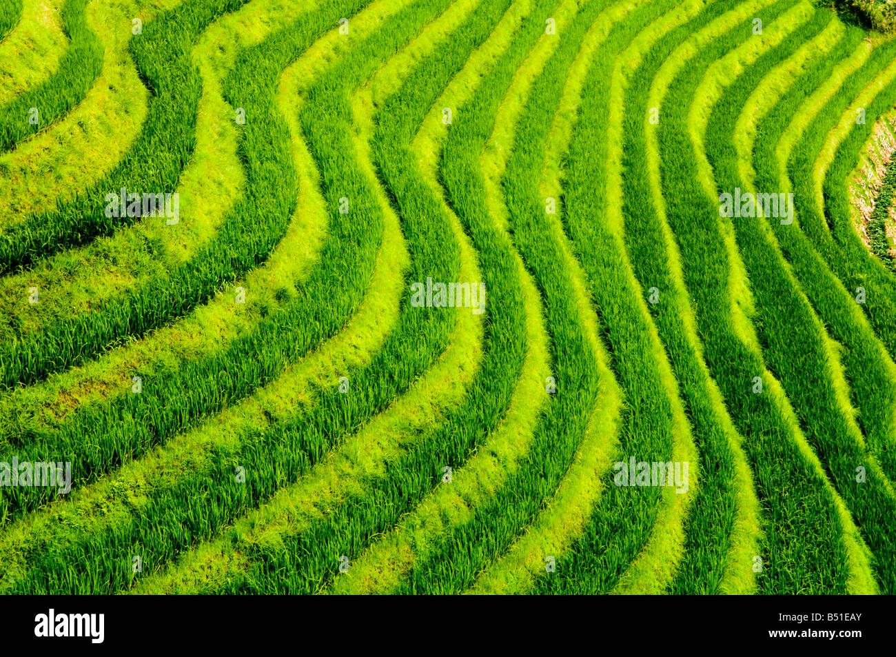 Die erstaunliche Reisterrassen bei langen Ji, Guangxi Stockfoto