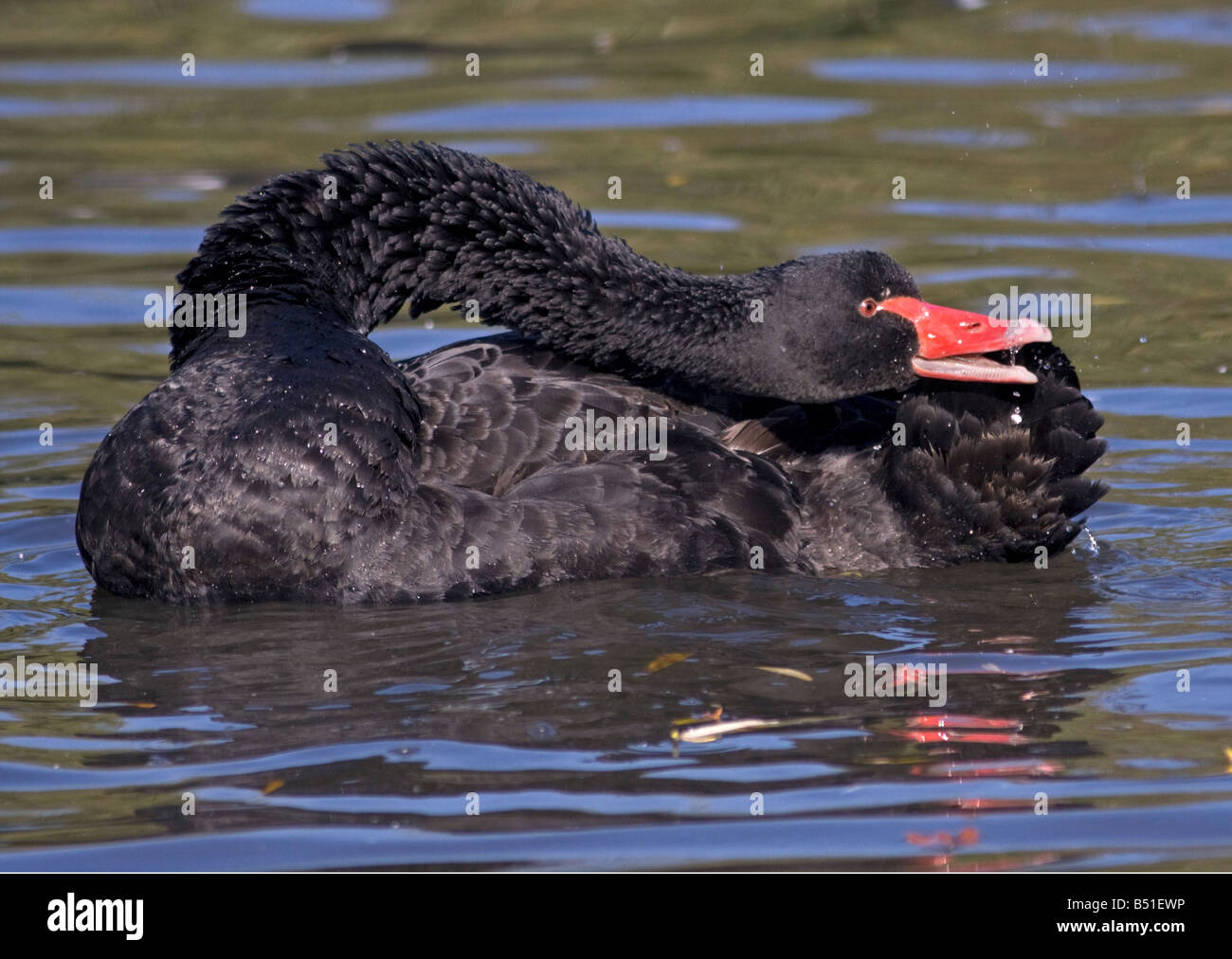 Australische Black Swan (Cygnus olor) in aggressive Haltung, UK Stockfoto