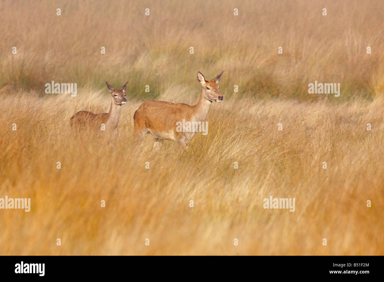 Rothirsch Cervus Elaphus Hirschkuh mit jungen Richmond Park London Stockfoto
