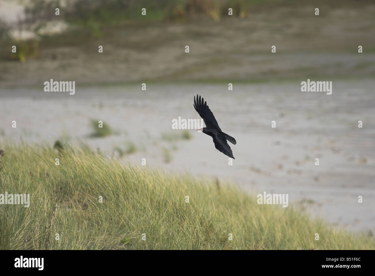 Alpenkrähe am Loch Gruinart Stockfoto