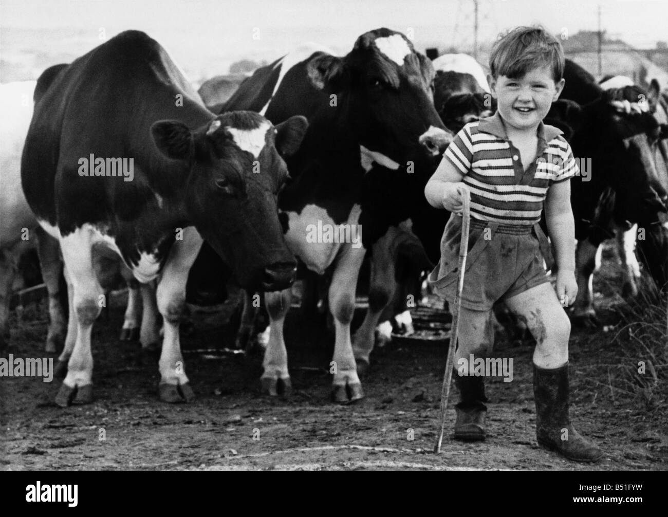 Eins und eins macht vier für Tony - unten auf der Farm. Dinge sind unten auf Paradise Farm prosperierende. Und eine Person, die tut sehr gut aus es ist Bauer Tony Weightman -, die erst zwei Jahre alt ist. Wann er geboren wurde, seine Großväter jeder gab ihm eine Friesian Kalb. Die Kälber kam der Rest der Herde bei Paradise-Farm, Birstall, in der Nähe von Leeds. Und nun erwarten sie Kälber selbst. "Er sollte 25 oder 30 Friesen von der Zeit ist er 21, haben", sagte Tonys Vater, Herr David Weightman, 25. Im Rahmen seiner langfristigen Plan hat Tony als Mitglied der britischen friesische Rinder Gesellschaft registriert. Stockfoto