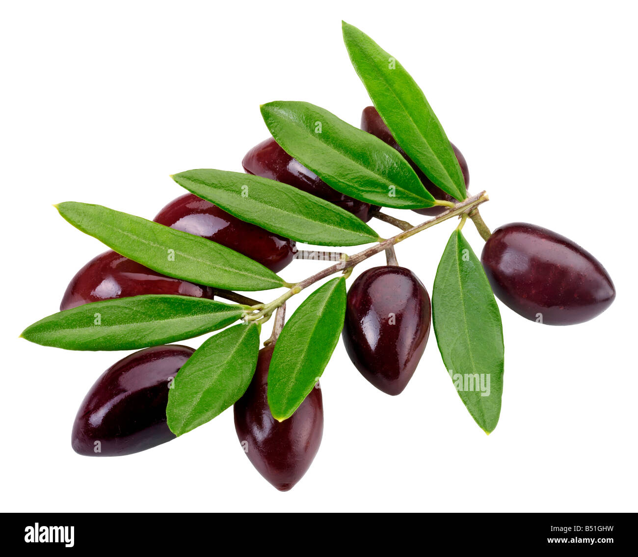 OLIVENZWEIG MIT OLIVEN Stockfoto