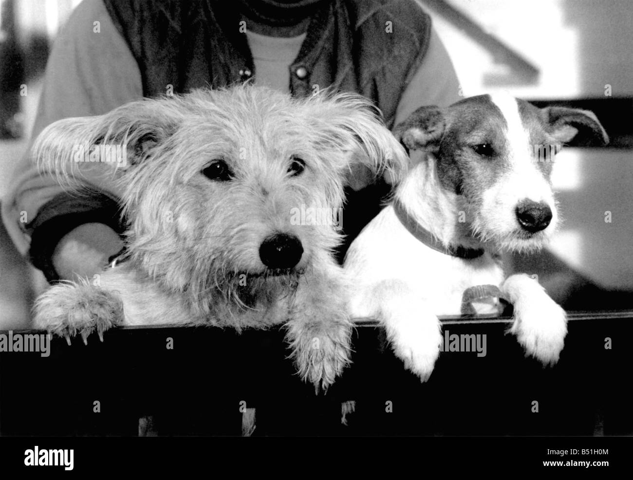 Warten... Zwei Haustiere, mit Dreh-Hund ausdrücken, die als Kumpels in der Re-homing Hause Hunde zusammengetan. Dezember 1988 P000107; Stockfoto