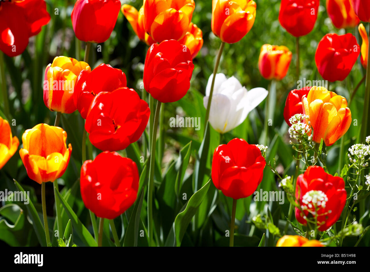 Tulpen Toronto, Ontario, Kanada Stockfoto