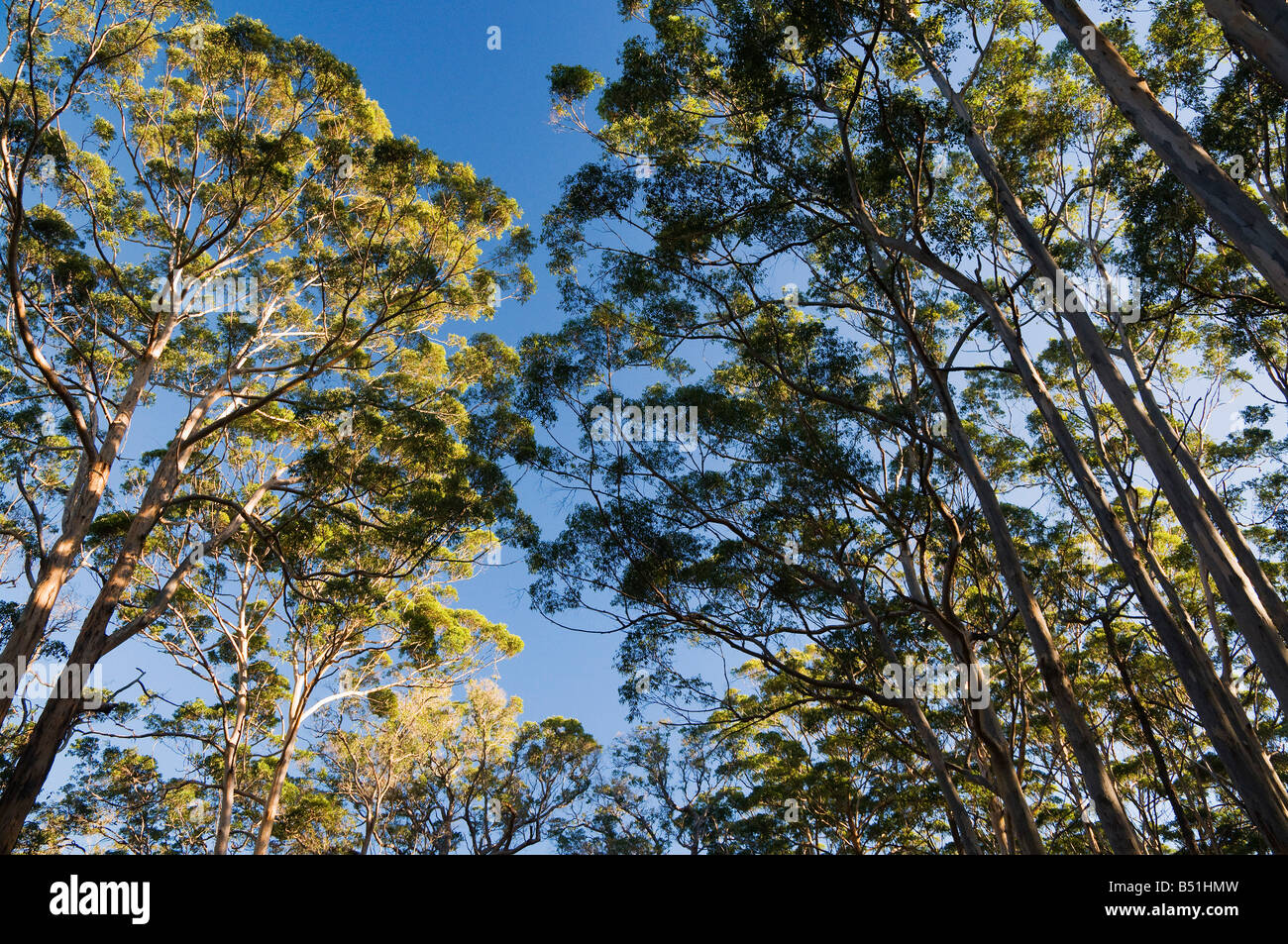Karri-Bäume, Boranup Wald, Leeuwin Naturaliste National Park, Western Australia, Australien Stockfoto
