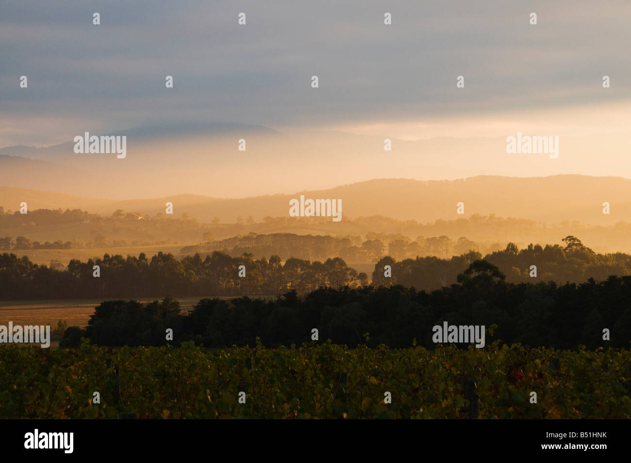Weinberg, Yarra Valley, Victoria, Australien Stockfoto