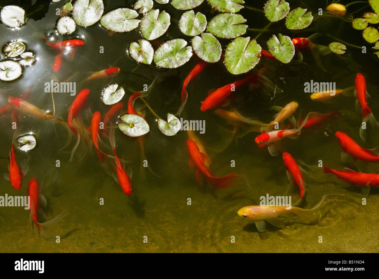 Goldfisch Im Teich Stockfotos und bilder Kaufen Alamy