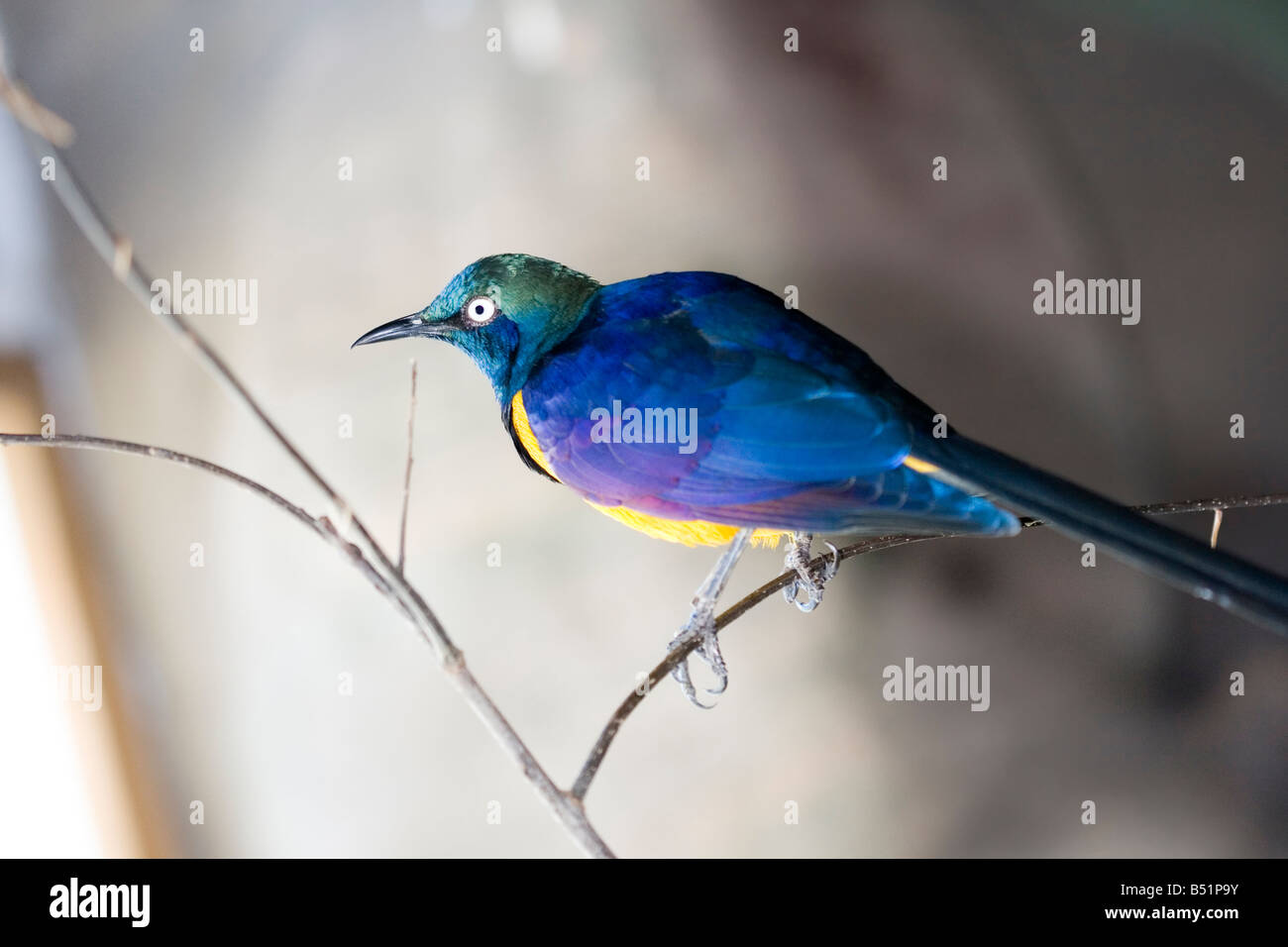 Königliche Starling Stockfoto