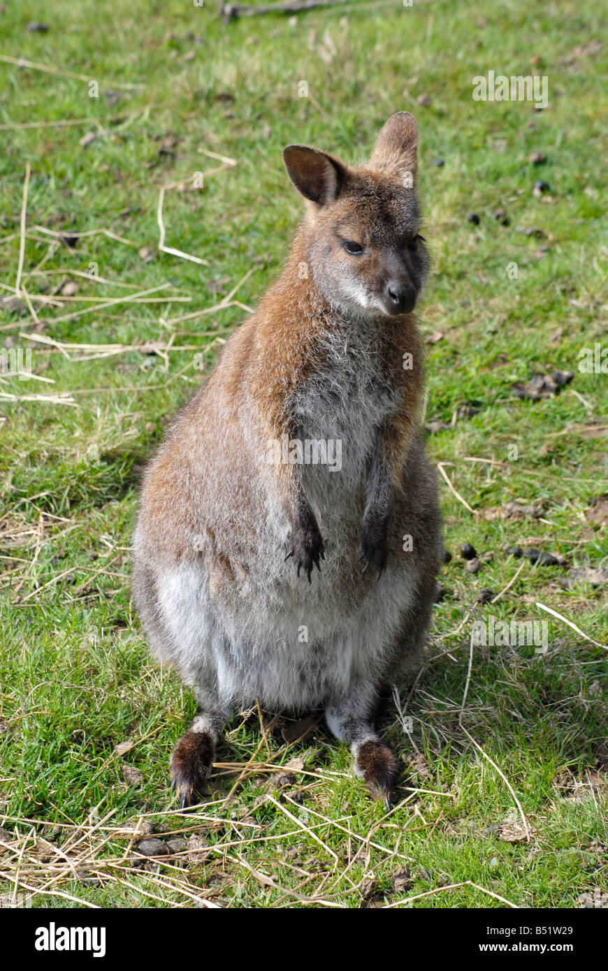 Wallaby, juvenile Stockfoto