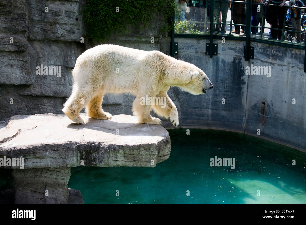 Eisbär Ursus maritimus Stockfoto