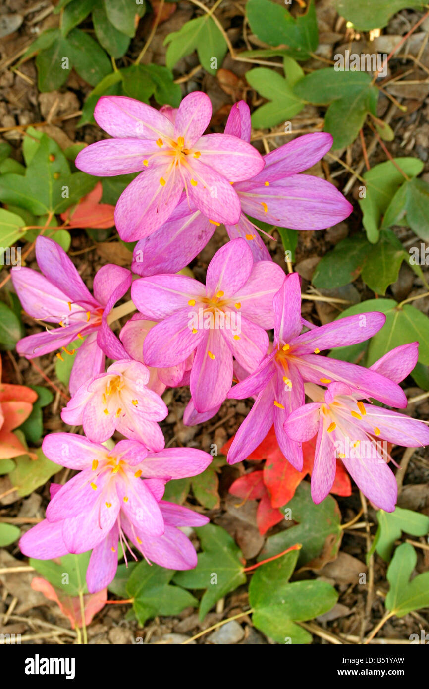 Wiese Safran Colchicum autumnale Stockfoto