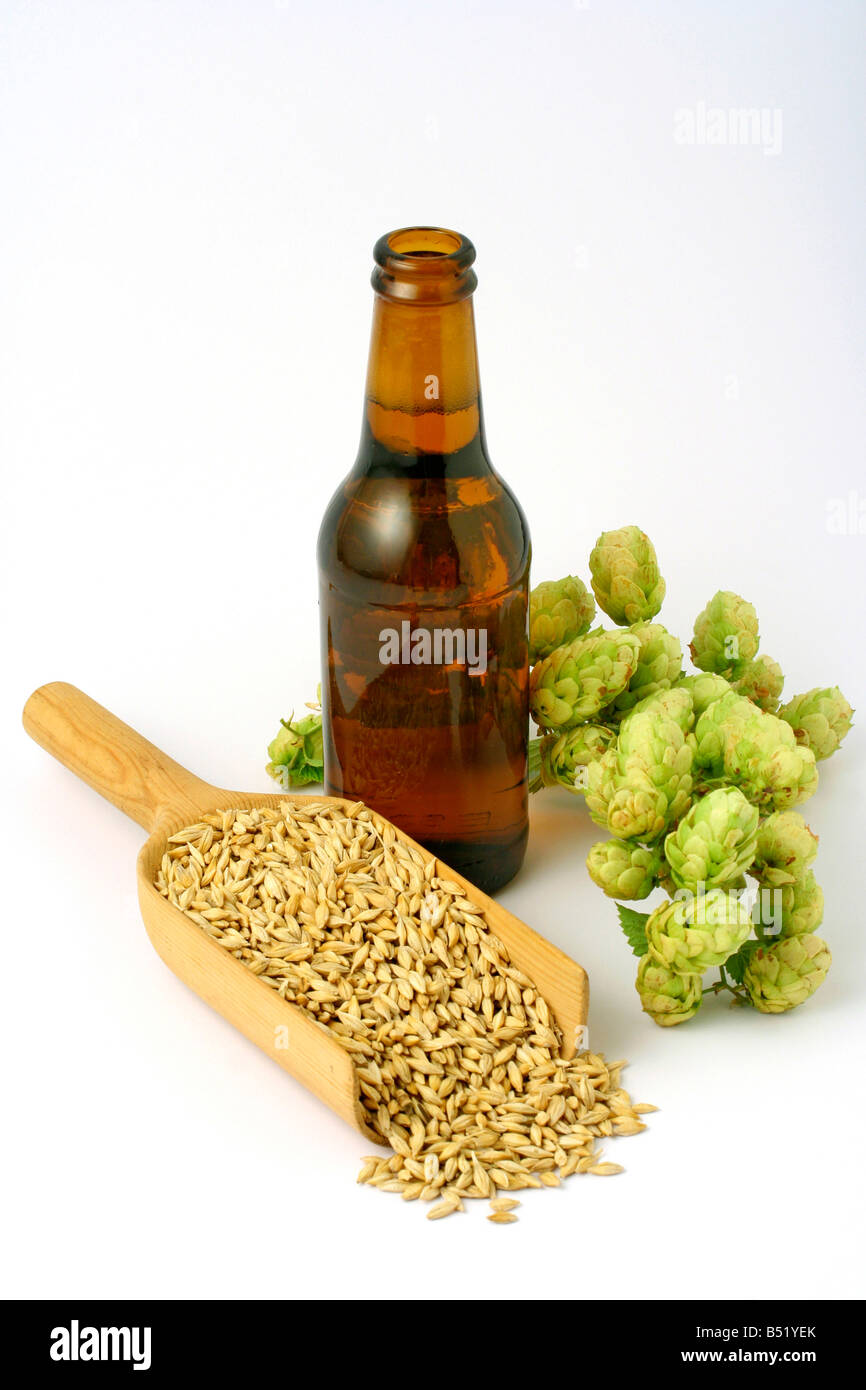 Bier, Gerste und Hopfen der Brauer Stockfoto