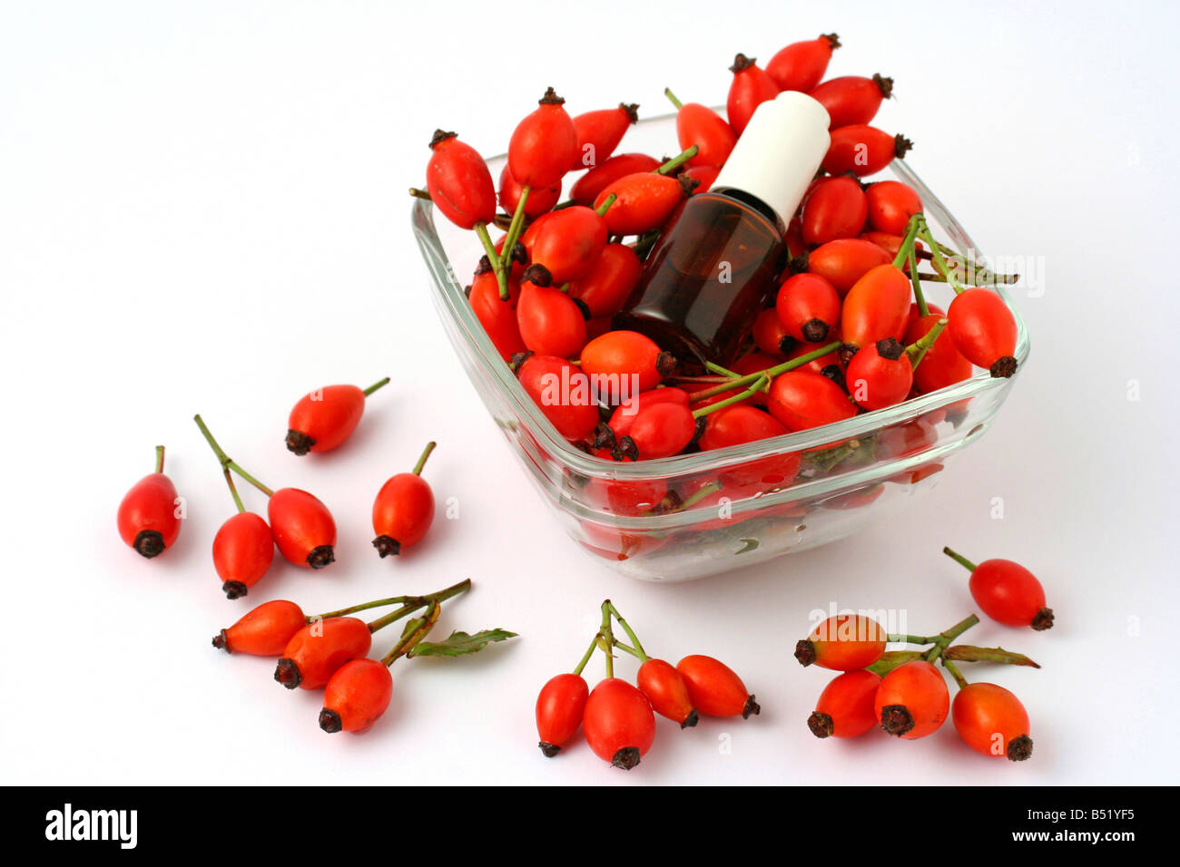 Hundsrose Hüften Rosa canina Stockfoto