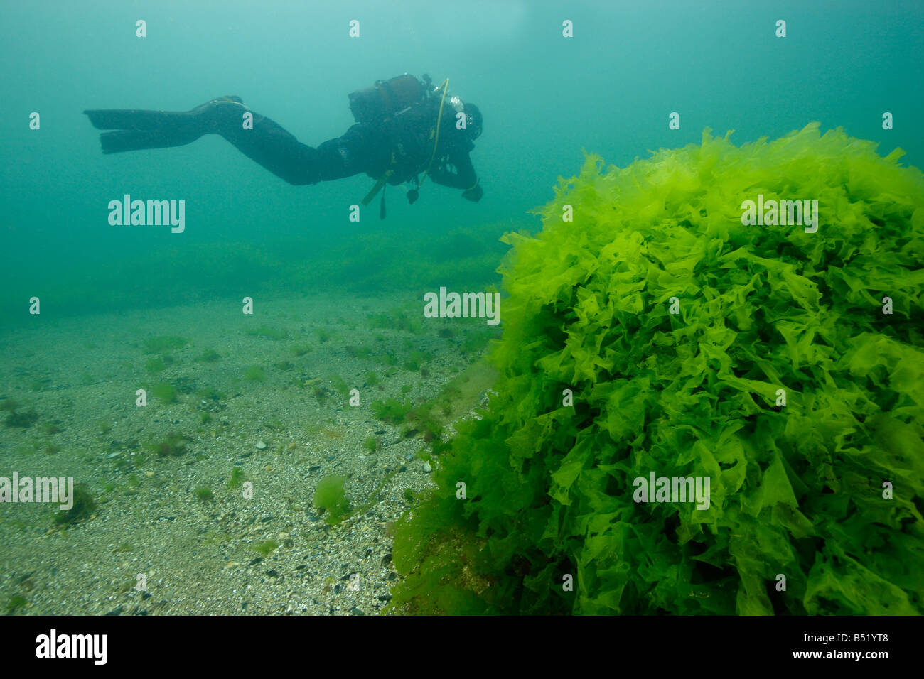 Ulva Lactuca Scuba Diver mit Meeressalat Stockfoto