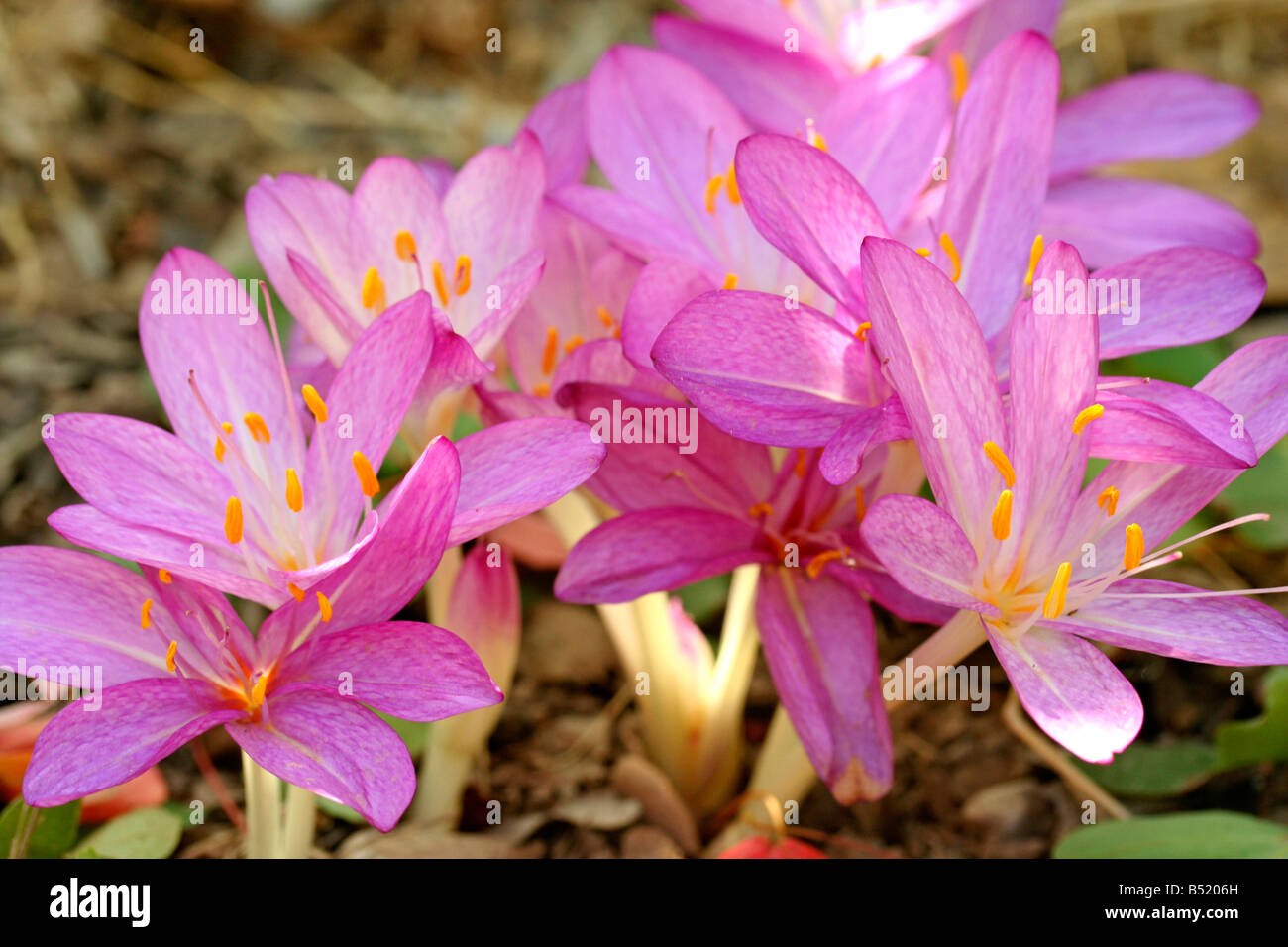 Wiese Safran Colchicum autumnale Stockfoto