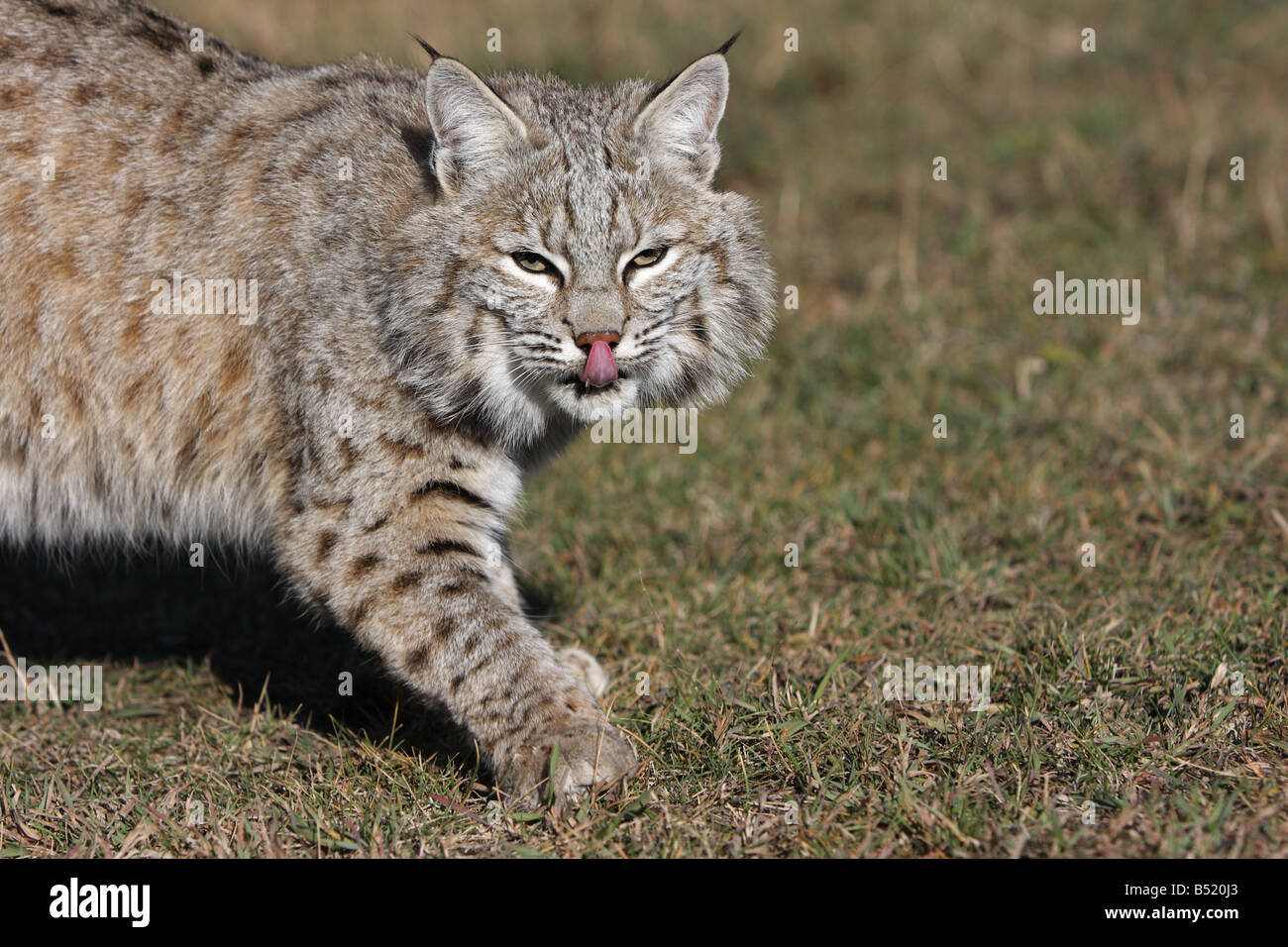 Bobcat, Lynx rufus Stockfoto